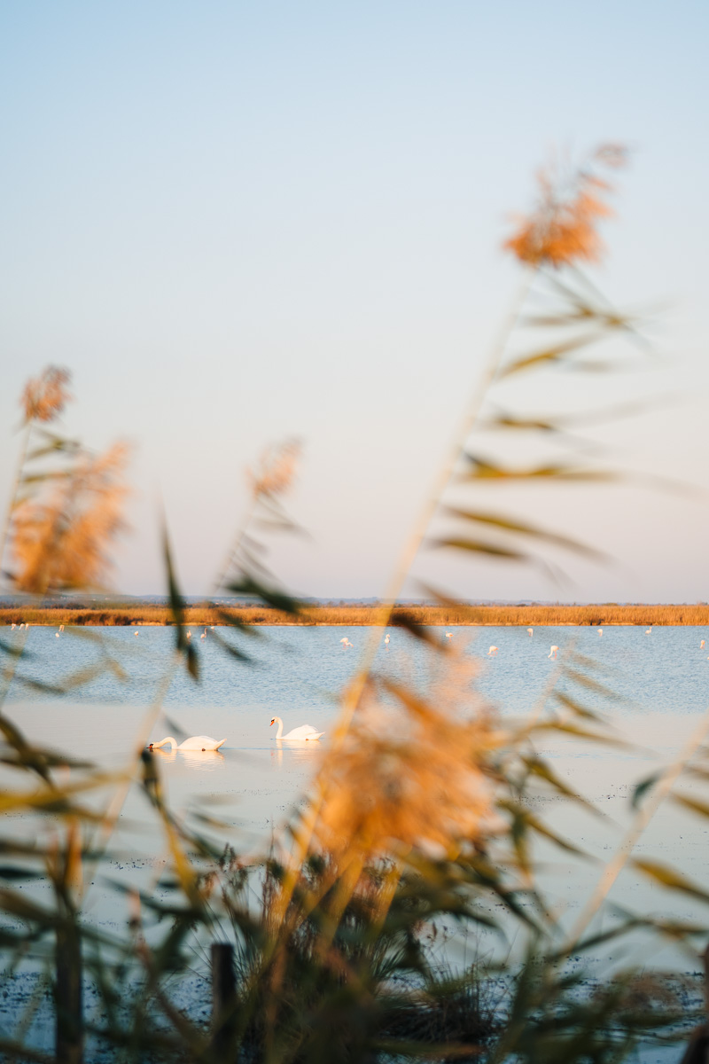 Camargue marshes with flamingos at sunset, artistic blur detail