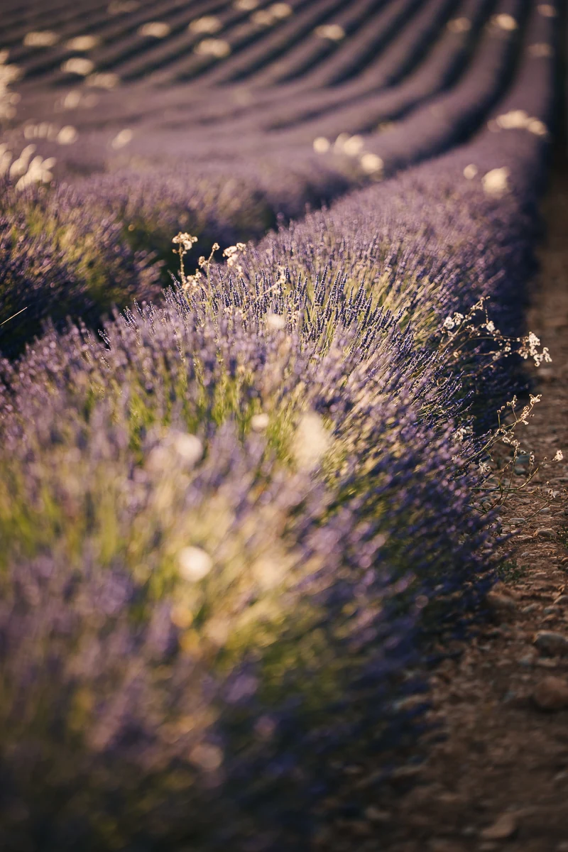 Lavender rows curving toward the horizon in a field near Valensole, Provence, at golden hour