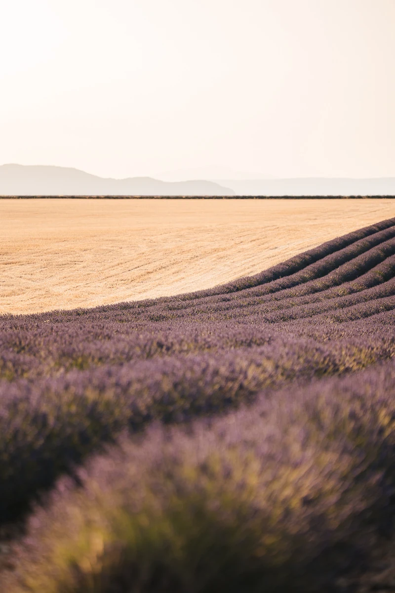 Lavender fields meeting a golden wheat field at sunset near Valensole, Provence