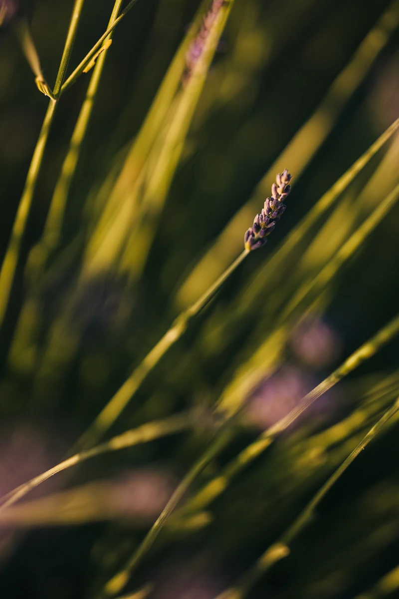 Close-up of a lavender sprig backlit by the evening sun in the Valensole lavender fields