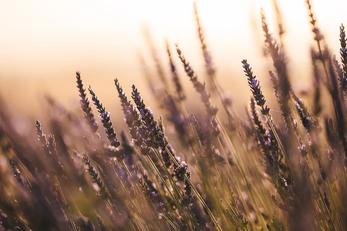 Sunlit lavender stems at golden hour in a lavender field in Valensole, Provence