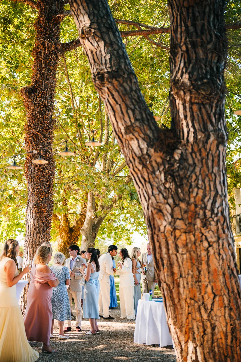 Wedding cocktail under tall pine trees at Domaine de la Trinité near Montpellier