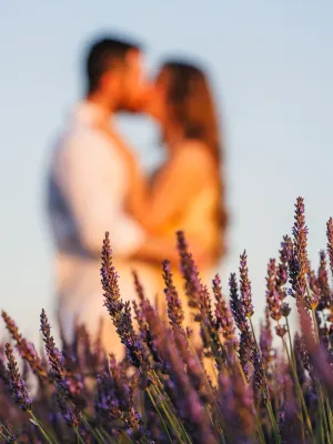 A couple kissing, out of focus, behind lavender flowers at sunset in Valensole